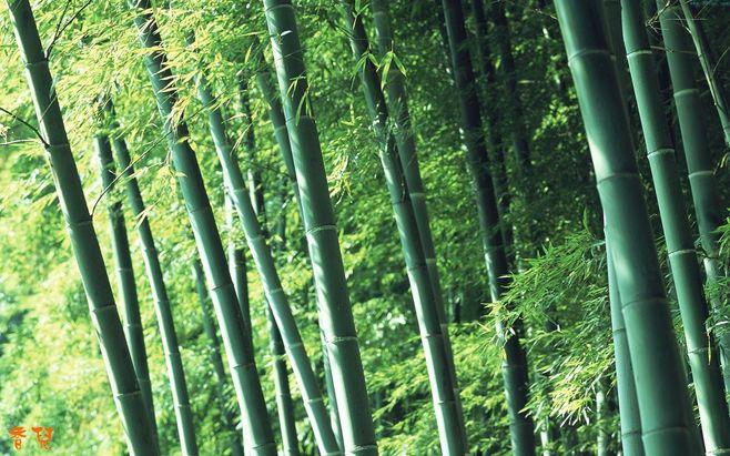 中国最美森林—蜀南竹海,中国最大的翠竹公园