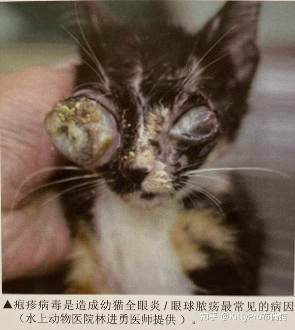 猫疱疹病毒felineherpesvirus