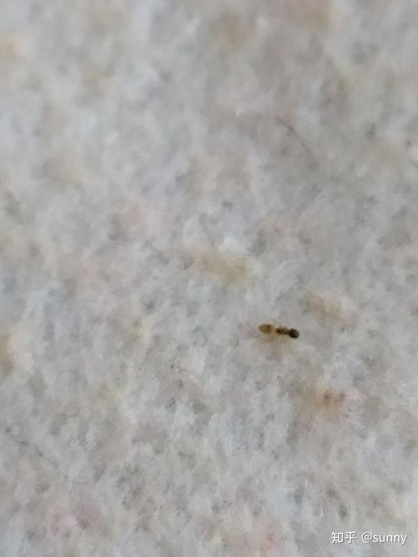 家里这种小蚂蚁巨多,有大神知道怎么消灭他们么