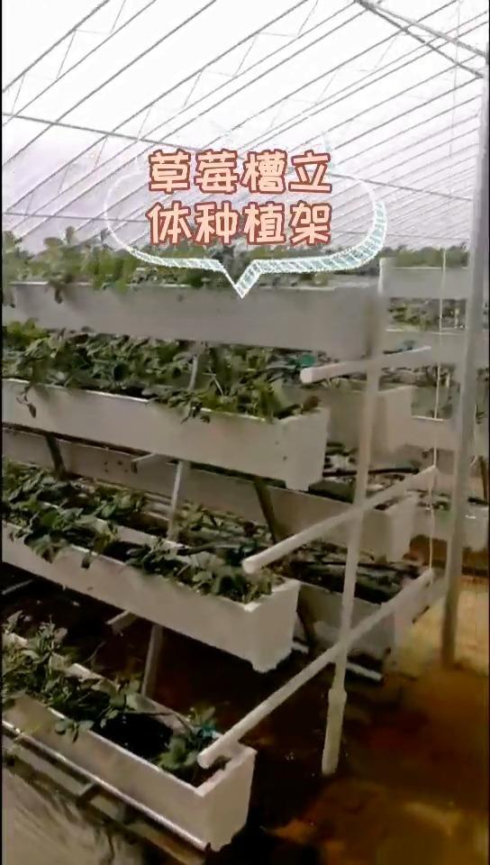 无土栽培槽a字架草莓种植槽提高经济效益