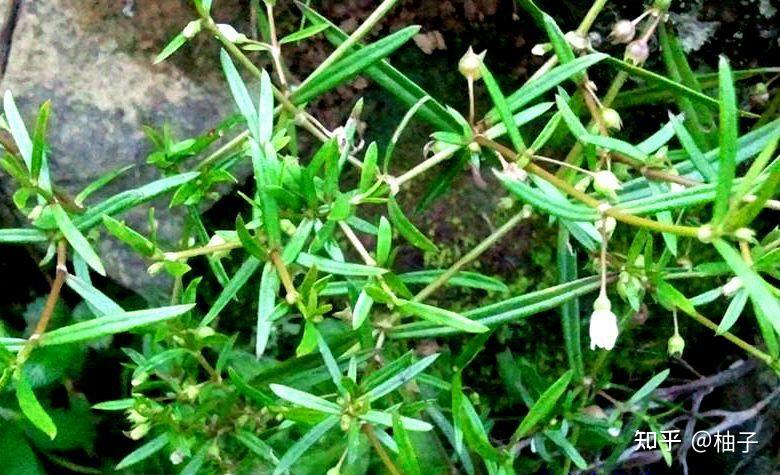 白花蛇舌草有什么功效