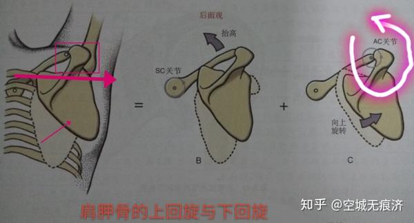 3-肩胛骨的上回旋与下回旋