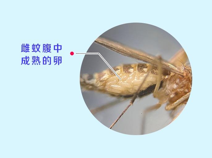 雌蚊子肚子里的成熟卵(库蚊)