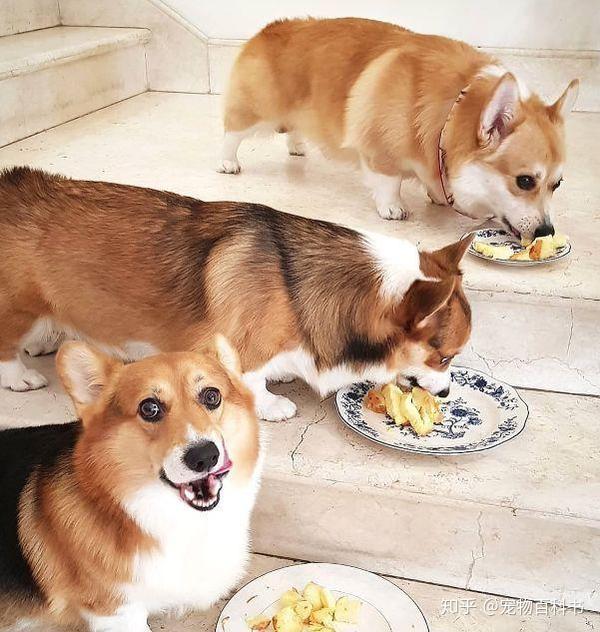 如果主人不注意控制喂食量,柯基很可能养成暴饮暴食的情况,这样就会