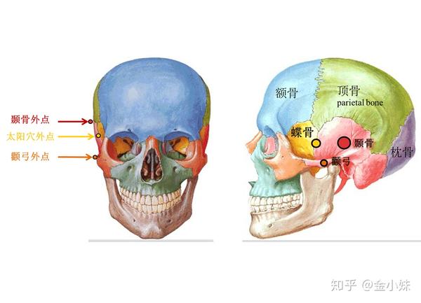 早看这篇,杨紫可能就不会瞎整了,谈谈颅骨与脸型,颧弓之间的关系