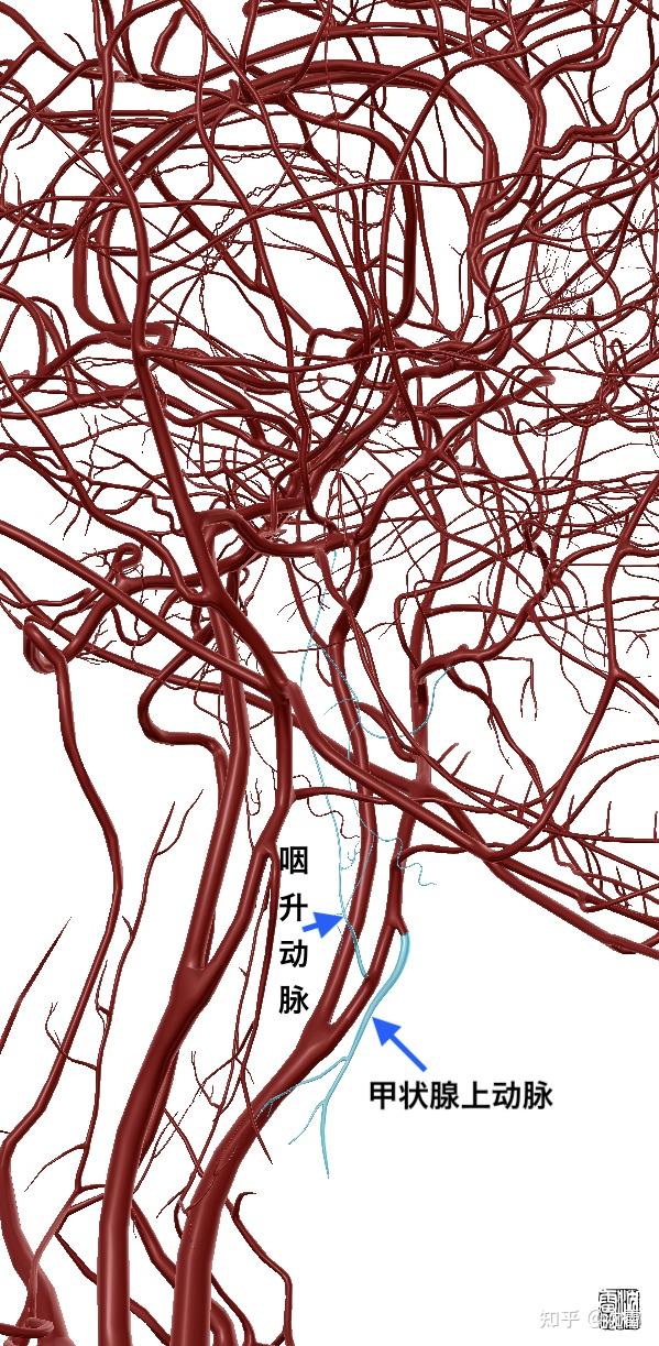 甲状腺上动脉或咽升动脉?