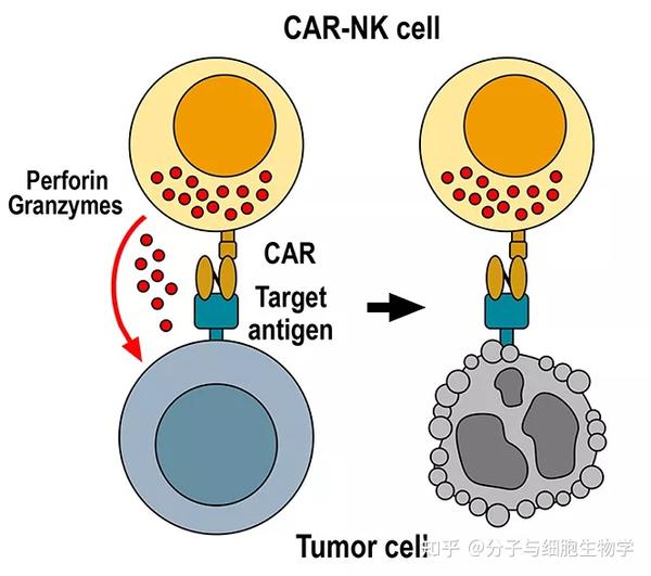 免疫细胞治疗——car-nk