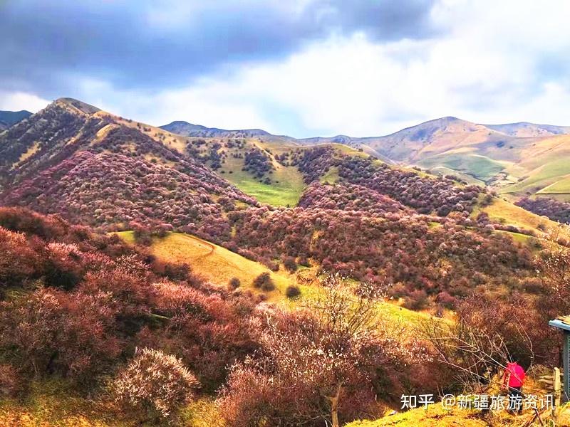 是霍城县大西沟福寿山和新源县吐尔根乡,以及巩留县的库尔德宁景区