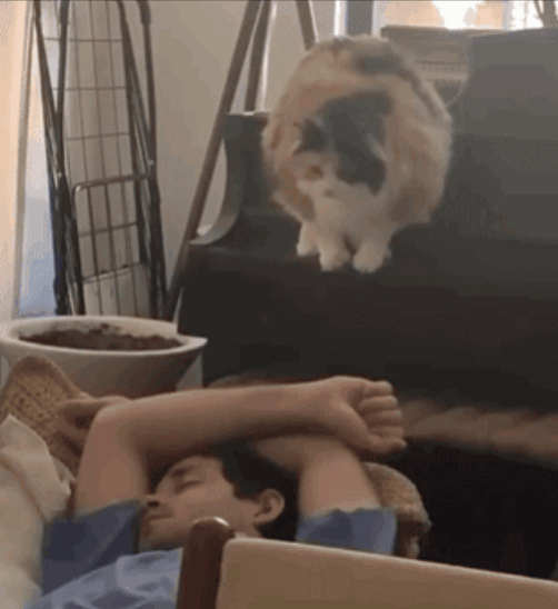 千万不要把屁股对着猫!网友:救命,要笑吐了!