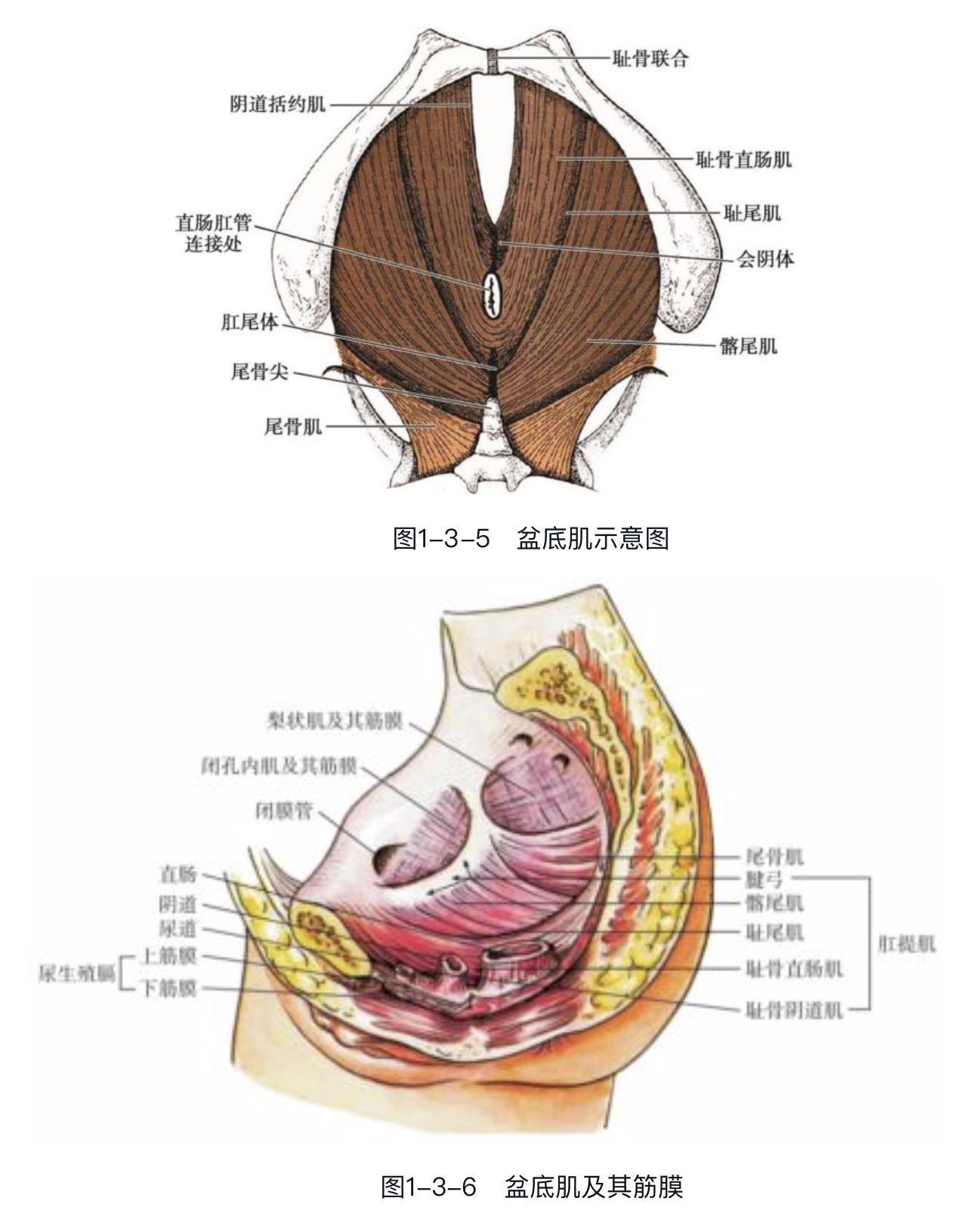 何为盆底肌?