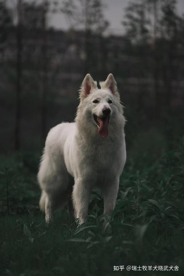 白色德牧瑞士牧羊犬