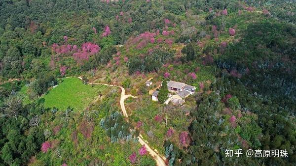 不信,你看,建水县云龙山风景区的冬樱花这几天已相继绽放,这里一株,那