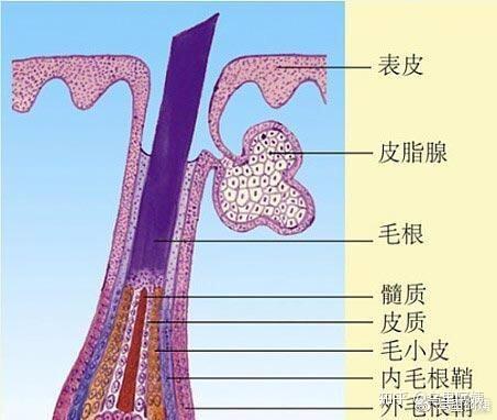 怎么缩小粗大的毛孔全套攻略拿走不送