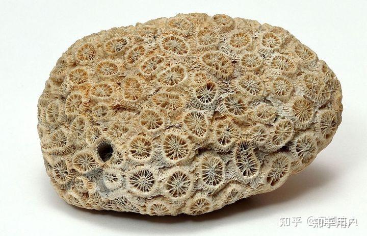 请教一下这是珊瑚化石吗