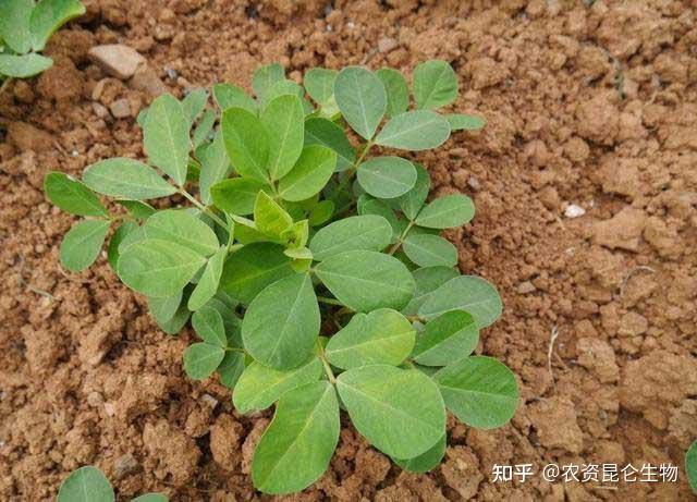 花生主要有5个生长周期:发芽出苗期,幼苗期,开花期,结荚期,饱果成熟