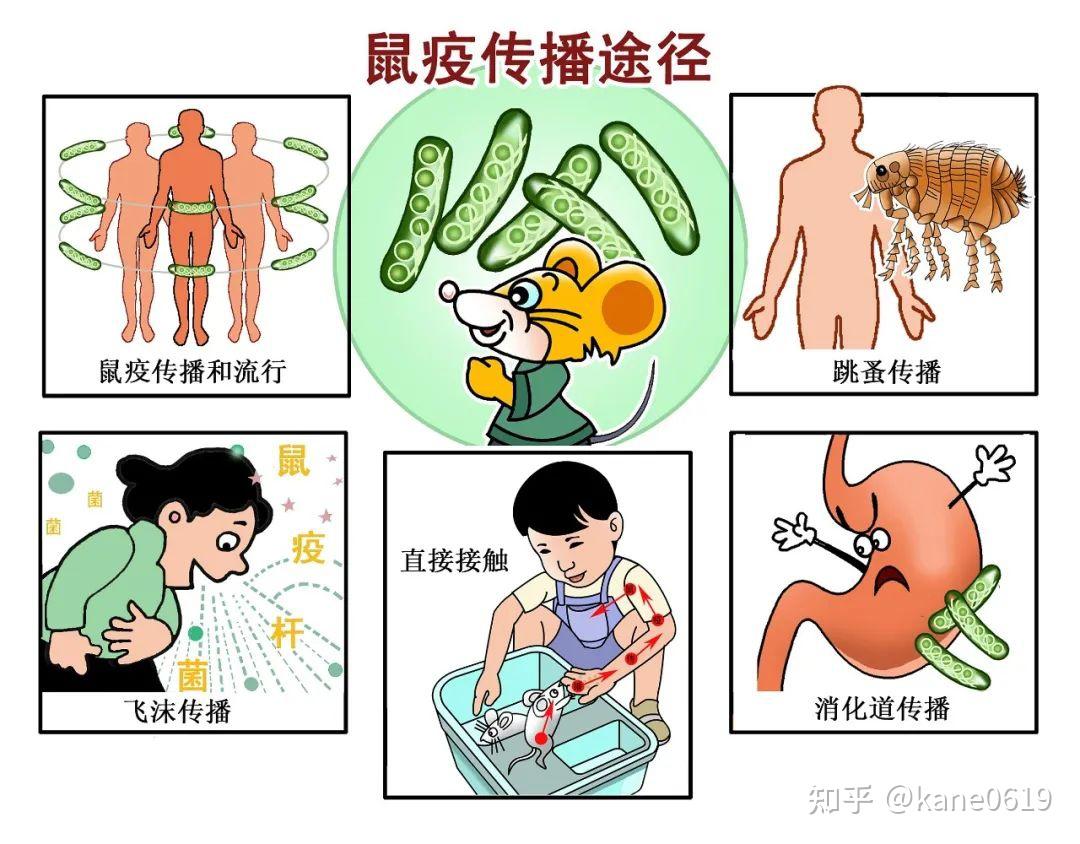 鼠疫近期在多地出现你知道鼠疫的大事记吗