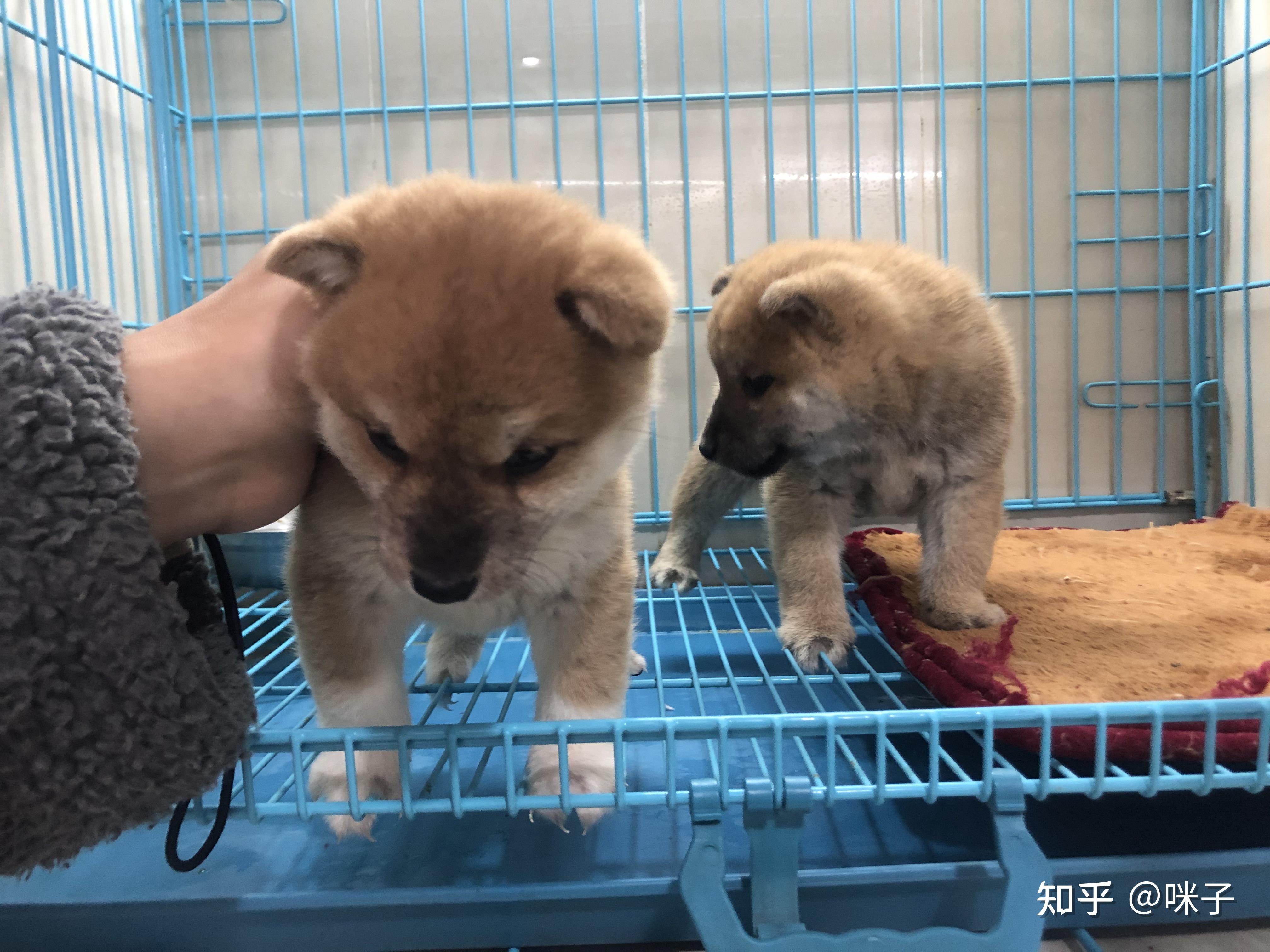 柴犬2500这个是串串吗