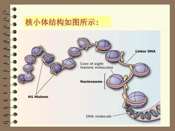 核小体:真核生物dna以核小体为基本单位,是染色质组成的基本单位.