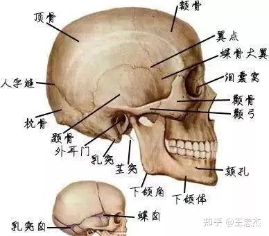 我们的面部从层次解剖学上分为骨性结构和软组织结构.