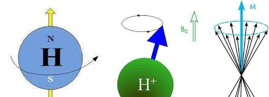 选择氢原子核成像是基于以下几个方面的考虑: 1,氢1原子核的自旋量子