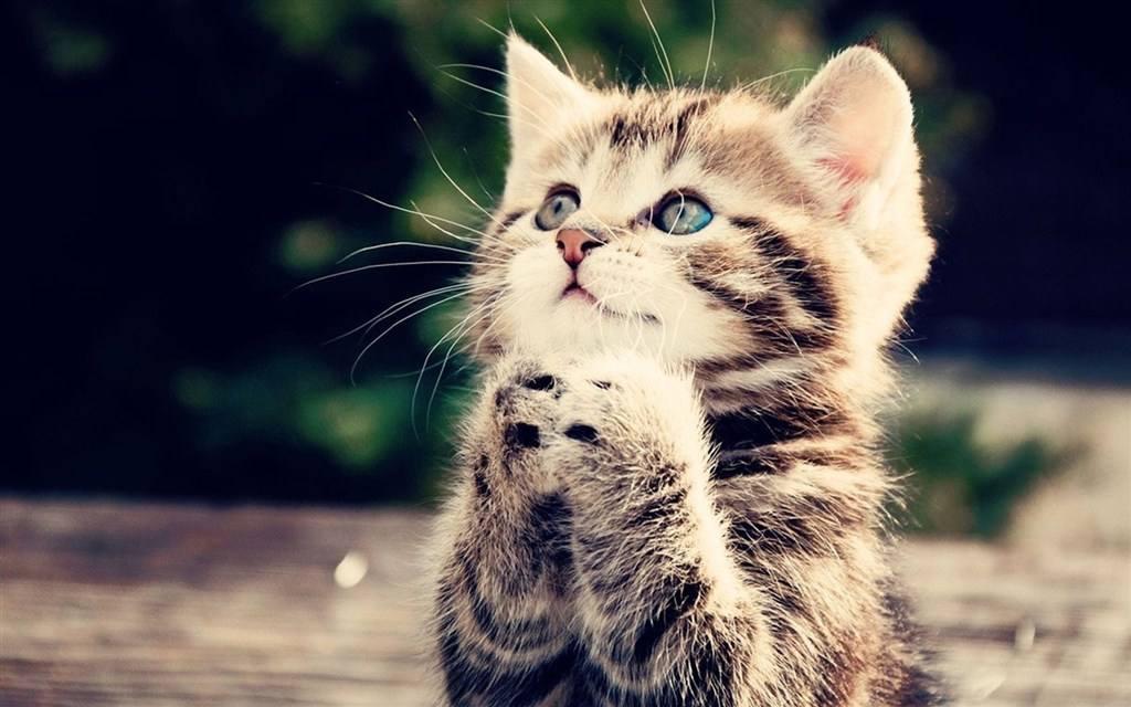 "cat"s paw"可不是猫爪子!又双叒叕触及到你的知识盲区了!