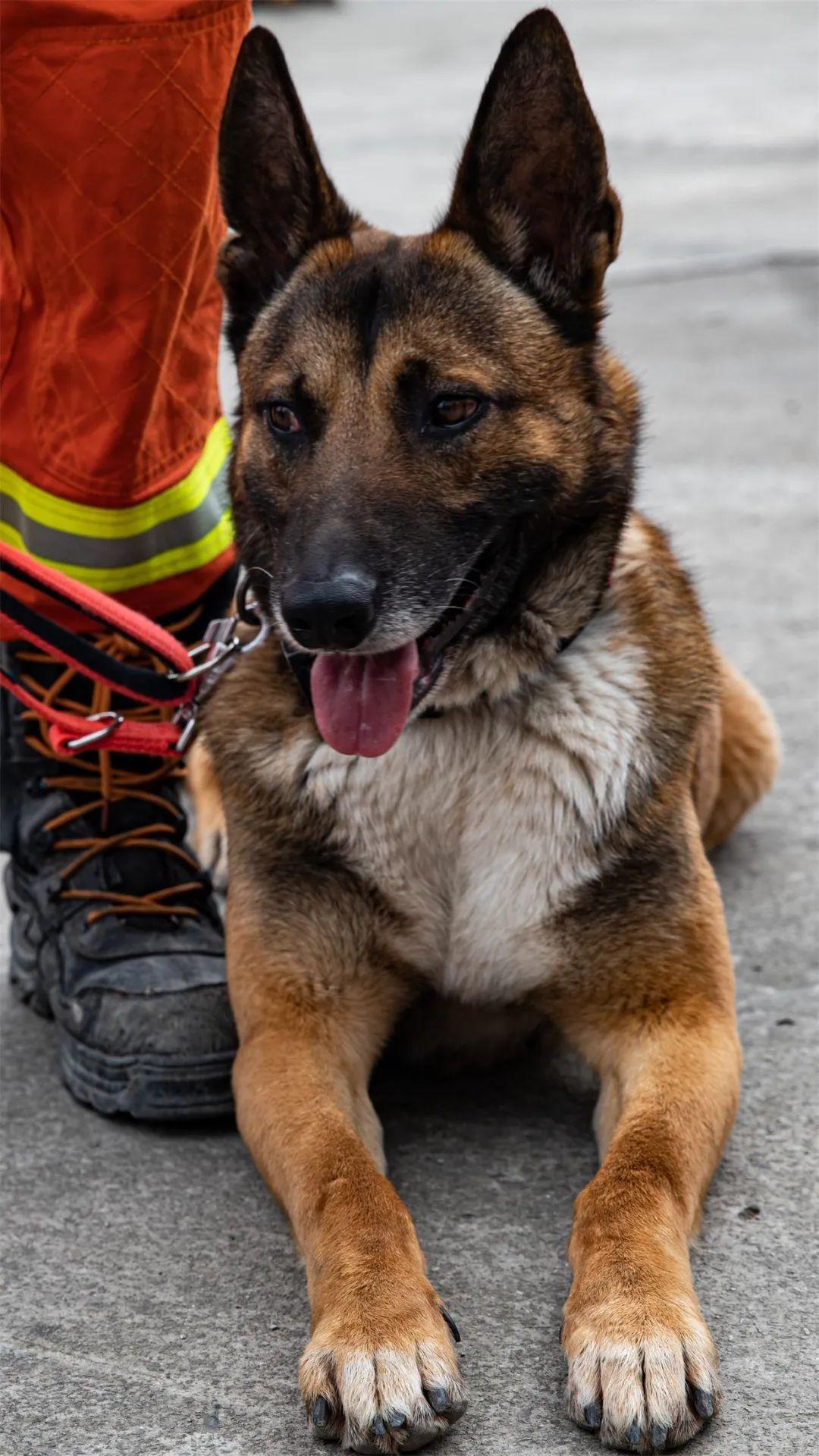 名次出炉快来看看贵州消防哪只搜救犬最厉害