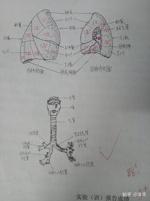 消化系统 绘图:(1)胃的形态和分部             (2)胆囊与输胆管道