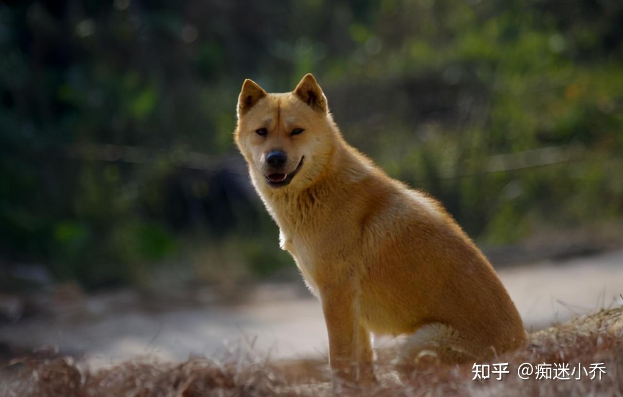 中华田园犬