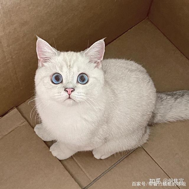 银点猫和银渐层有哪些区别 知乎