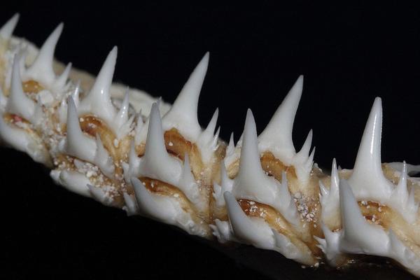 锥齿鲨科odontaspididae 主要分布于热带和温带海域,有大的第二背鳍