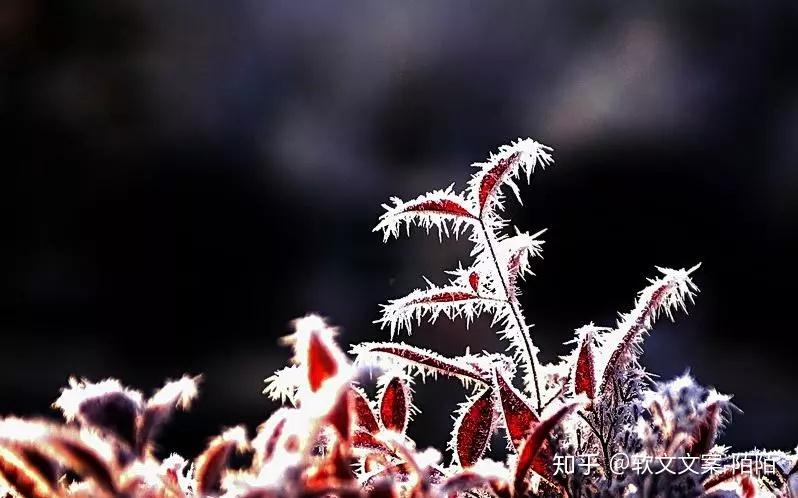 霜降节气有多美全在这些诗词里