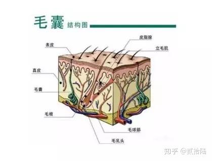 摩范植发先带大家看一下毛囊的结构图,毛囊其实是一个封闭的组织