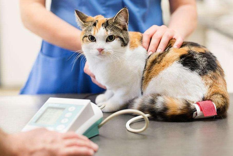 养猫,就订魔力猫盒 今天是纯科普干货 帮助铲屎官们了解 猫咪心脏病