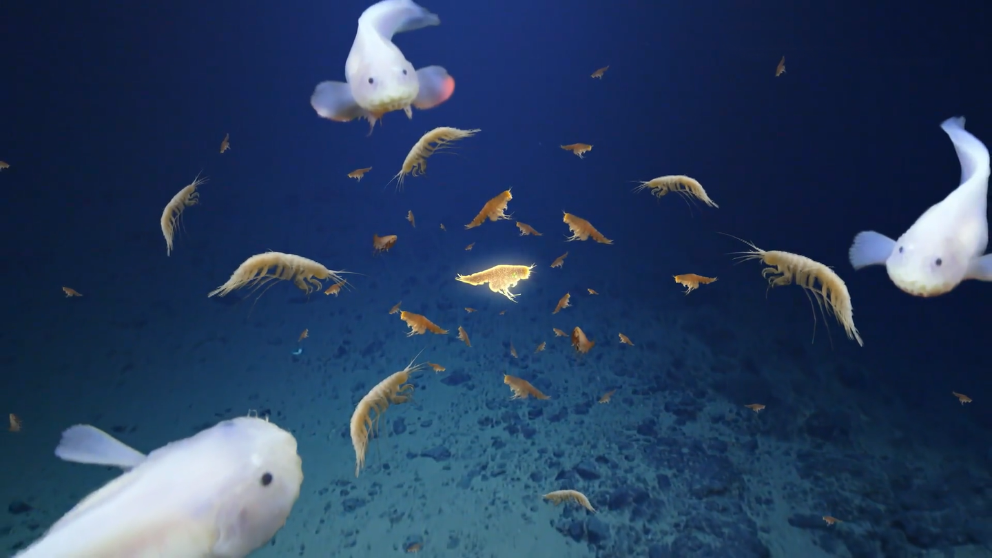 看深海"鱼虾争霸"
