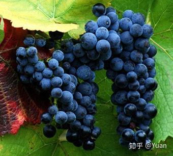 葡萄酒中的解百纳和赤珠霞有什么区别?