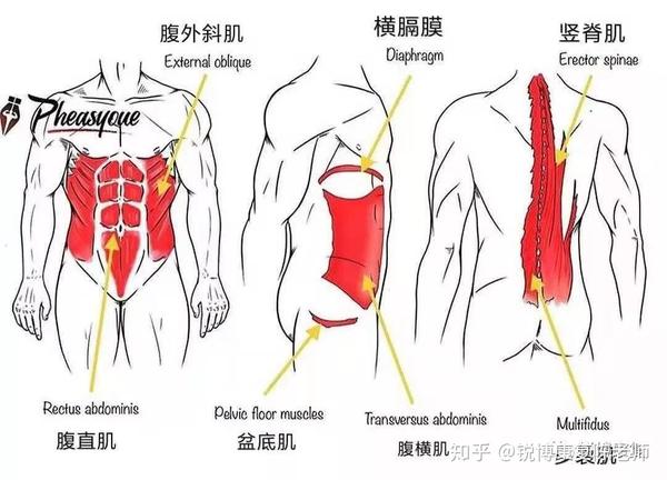 核心肌群力量薄弱会导致 躯干不稳定,腰椎的 稳定性 平衡性 协调性