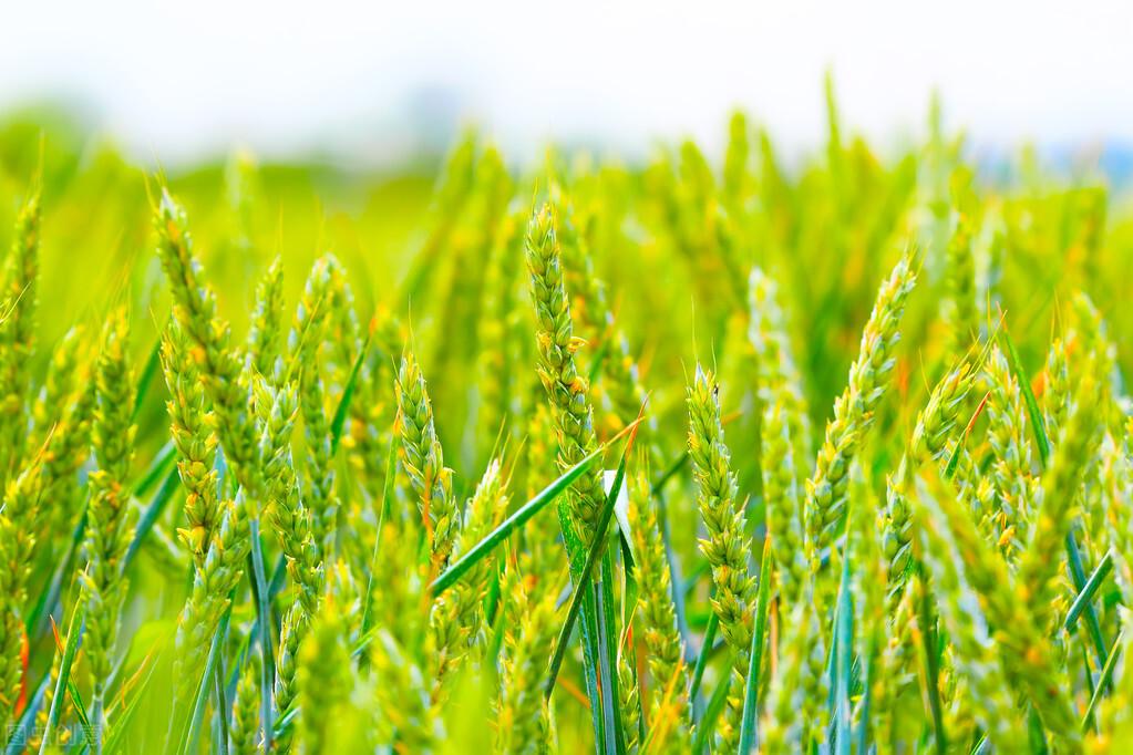 你了解小麦吗?小麦的生产成本和消费情况是什么?