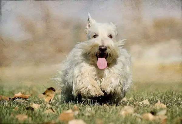 每日一宠:苏格兰梗犬