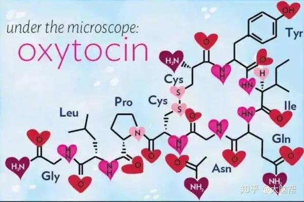 多巴胺,血清素,催产素,内啡肽—你不可不知道的幸福密码激素