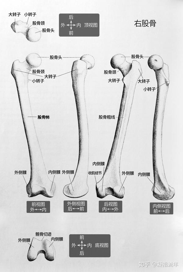 坚持学画:人体结构之骨骼部分——股骨