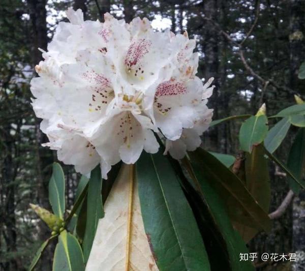国家Ⅱ级珍稀濒危物种|花色妖娆的大王杜鹃