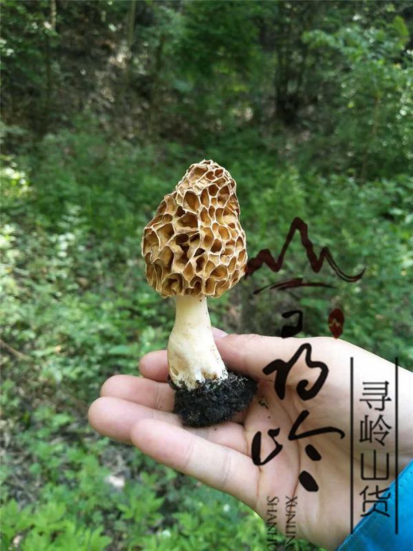 怎么辨别羊肚菌真假