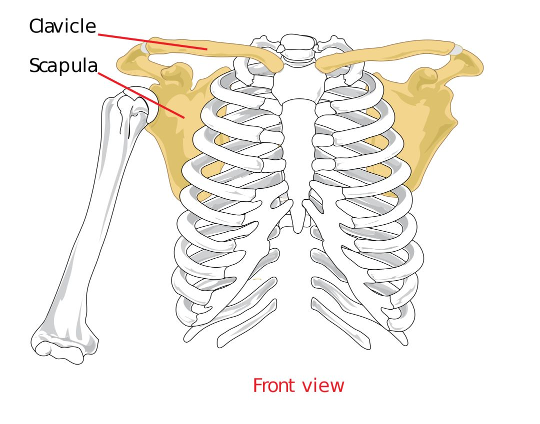 肩胛胸壁关节(scapulothoracic joint—稳定