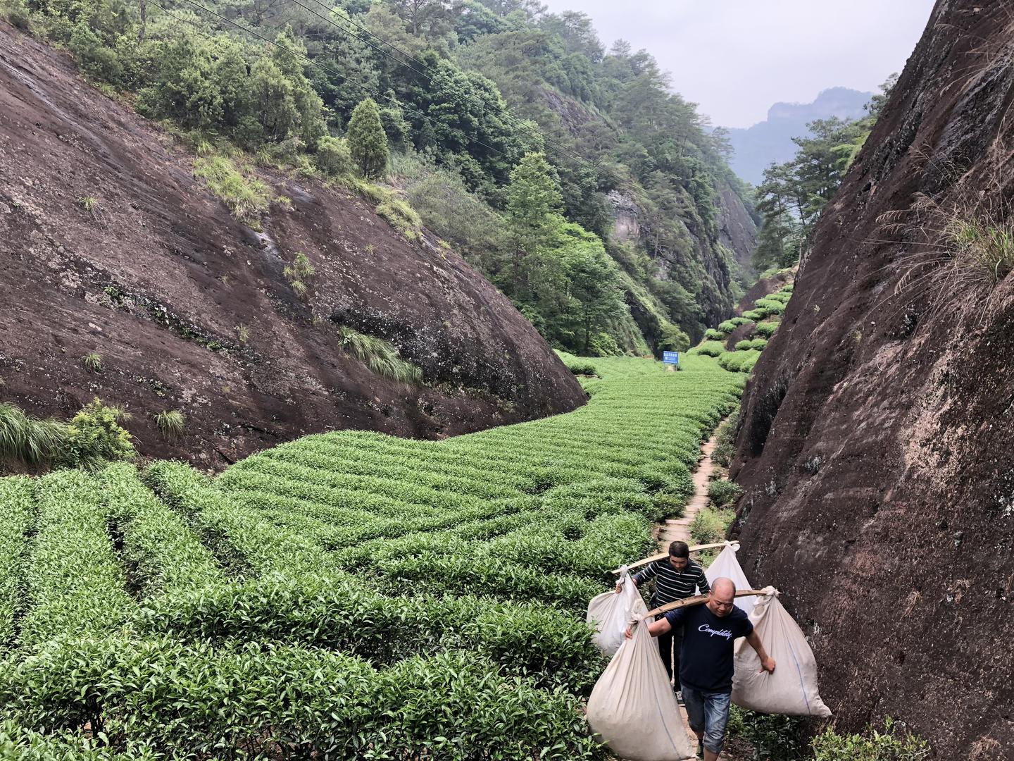 武夷茶≠武夷岩茶