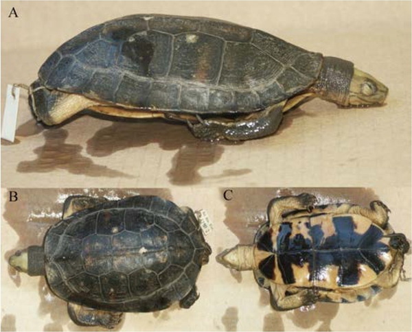 三线闭壳龟海南亚种 coura trifasciata luteocephala (海南省)