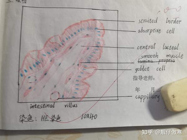 与胚胎学观察切片后的红蓝铅笔绘图,供医学生参考使用 1,单层柱状上皮