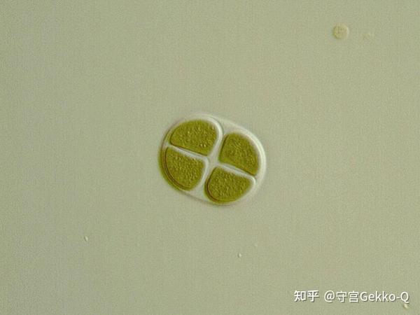 膨胀色球藻chroococcus turgidu,蓝菌的一种后代.
