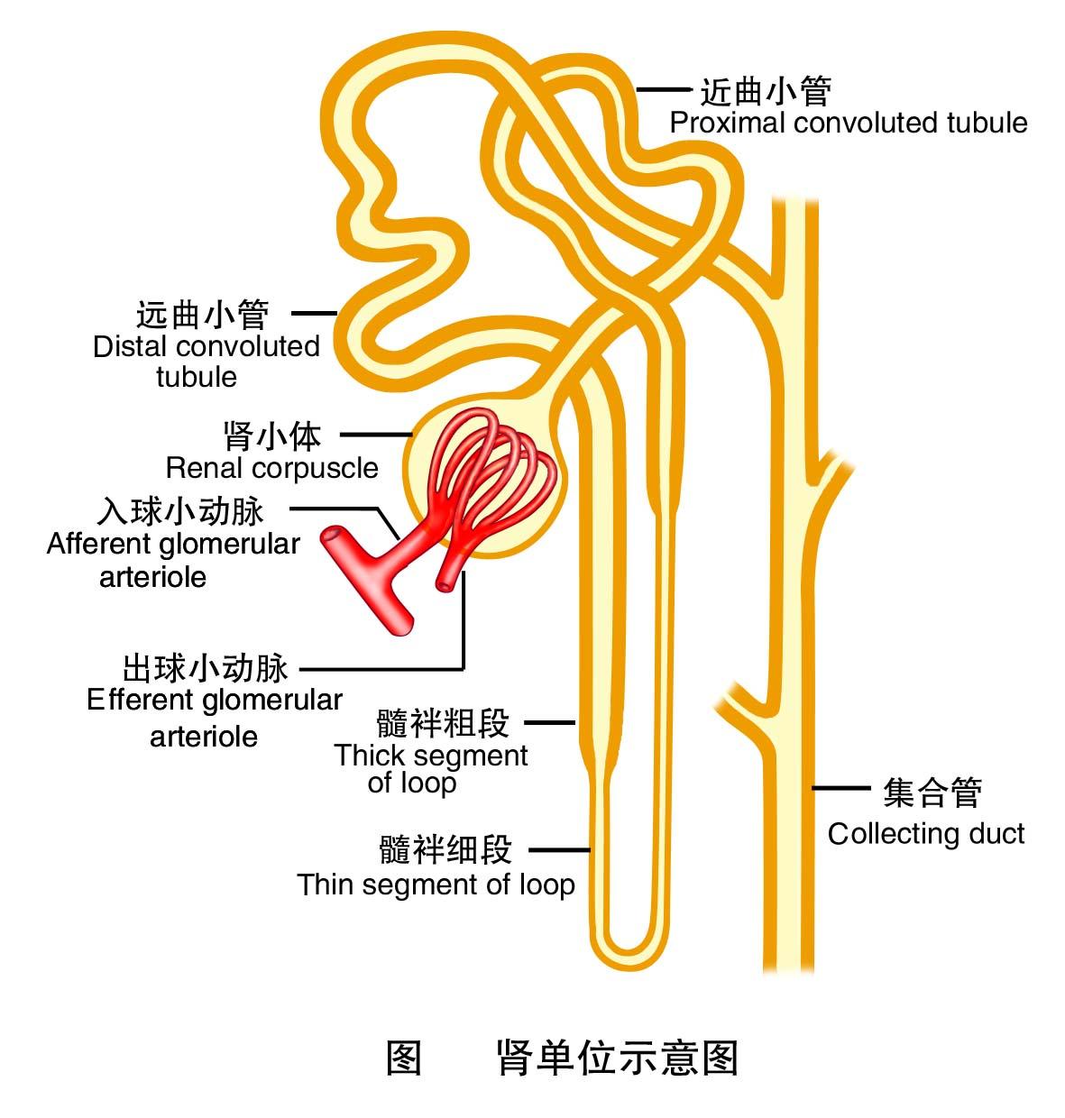 肾髓质高渗透梯度尿液浓缩的主力