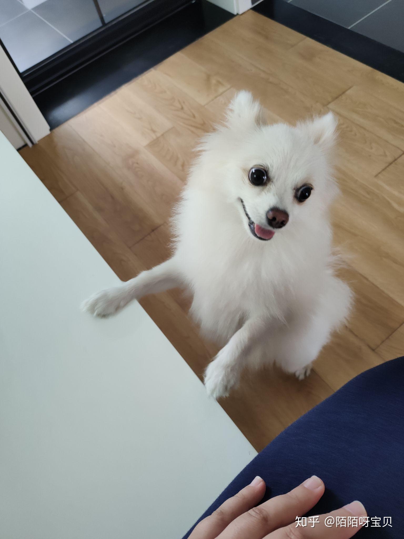 这是博美和狐狸犬的串吗还是英系博美也不太像