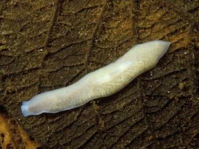 nature新闻是什么让涡虫变成碎片